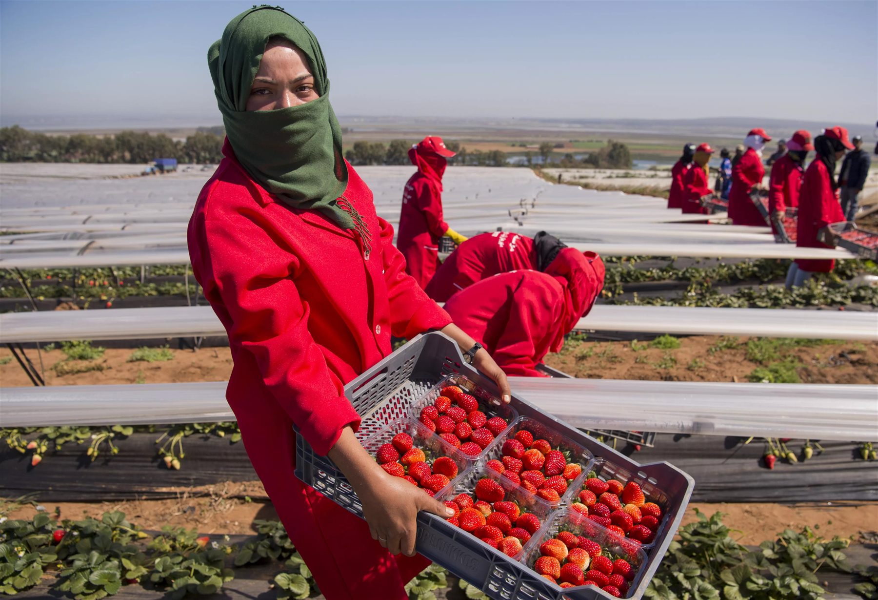 Strawberry harvesting in Morocco